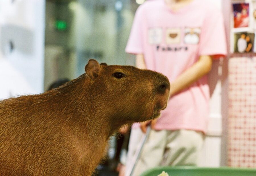 ¿Qué es un Capibara? y sus Características