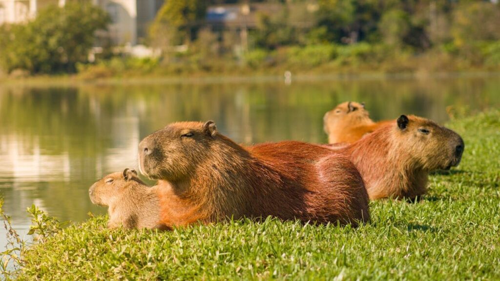 La vida de los Capibaras