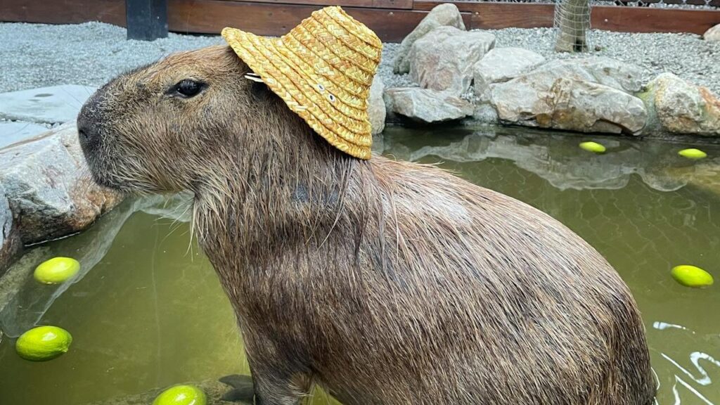 Capibara tierno