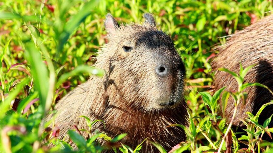 Capibara asomando la cabeza