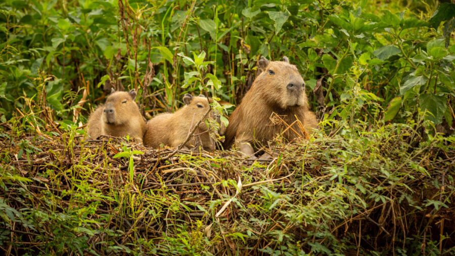 capibara-en-el-hábitat-natural-de-pantanal-septentrional-mayor-salvaje-américa-sudamericana-belleza-la-vida-silvestre-fauna-más