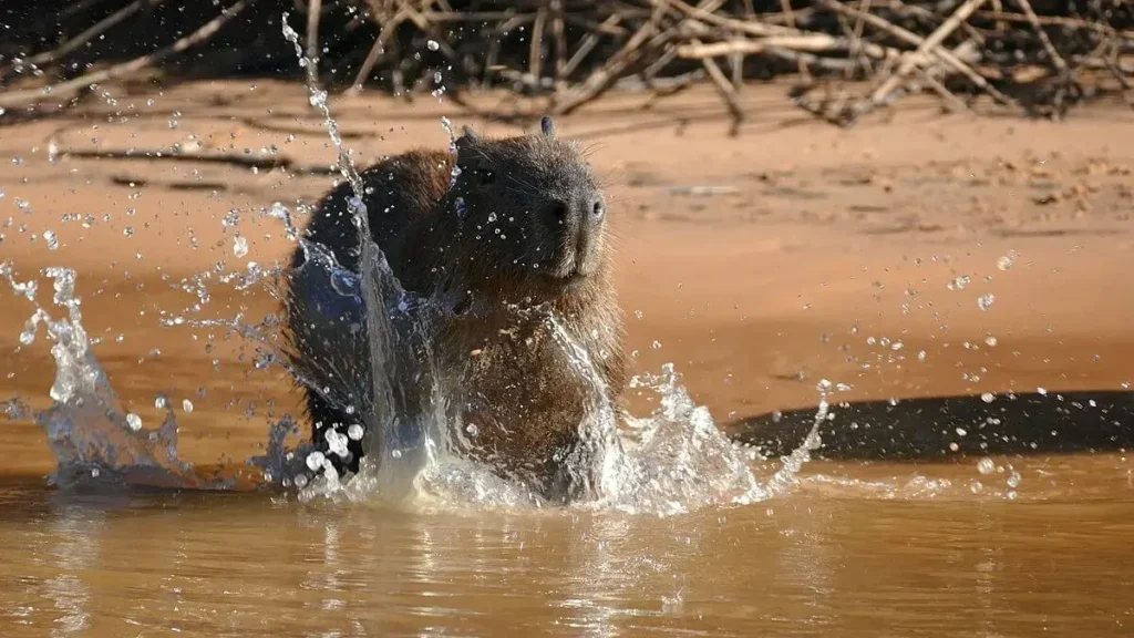 capybara-hydrochoerus-hydrachaeris-splashing-water-flickr-berniedupjpg