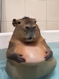 Capibara dándose un baño