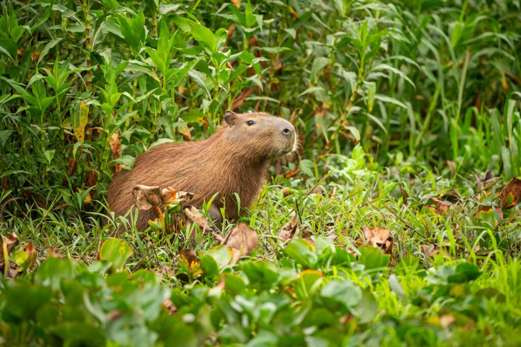 Capybara en el hábitat natural del pantanal norte