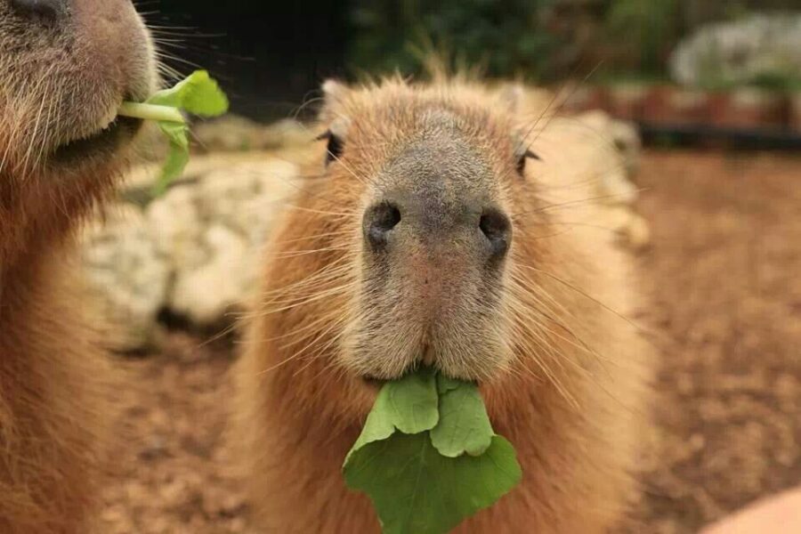 Capibara comen dos veces