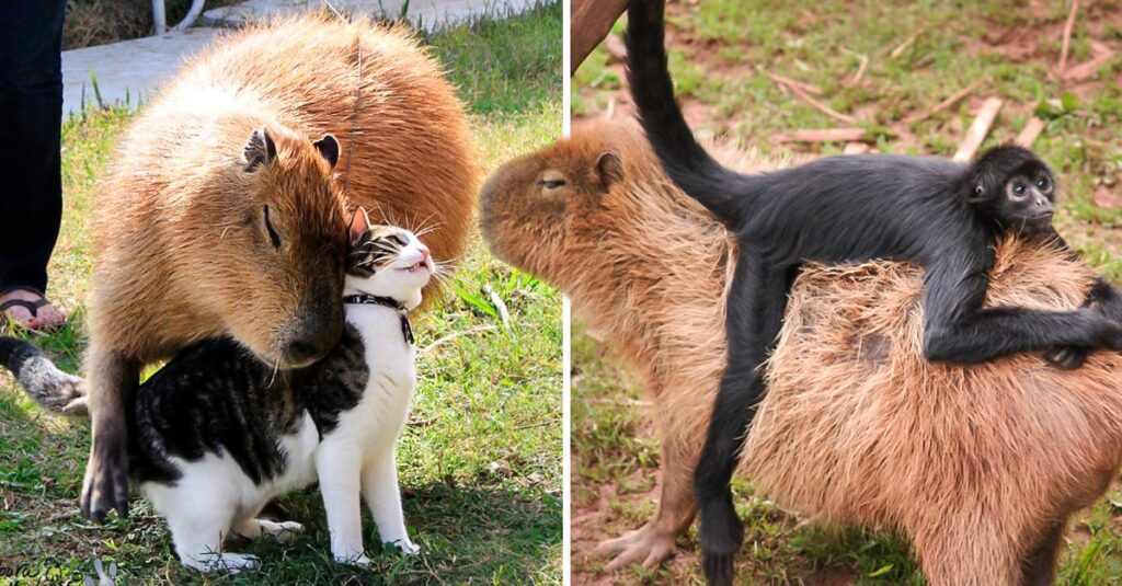 Hay una razón por la que tantas fotos de capibaras muestran a otros animales sentados sobre ellos. Son, sin duda, los diplomáticos del mundo animal. Han sido fotografiados conviviendo pacíficamente con aves, gatos, tortugas, monos... y sí, incluso con caimanes. Parece que su energía tranquila genera confianza en otras especies. No compiten, no agreden, simplemente comparten el espacio con una naturalidad que desarma a cualquiera.