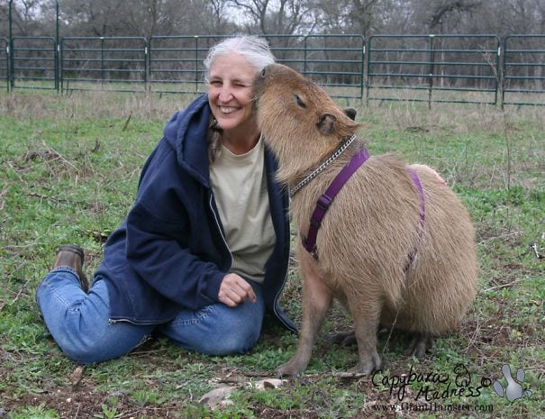 Los capibaras han conquistado el mundo digital y físico.