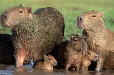 Capibara Viviendo en manadas en su hábitat